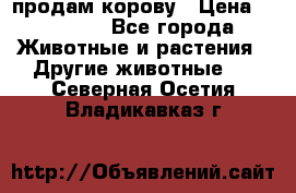 продам корову › Цена ­ 70 000 - Все города Животные и растения » Другие животные   . Северная Осетия,Владикавказ г.